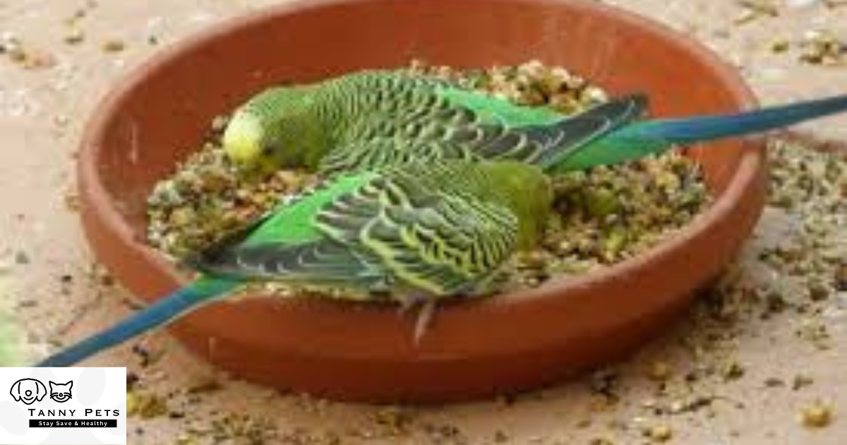 Healthy Bird Food