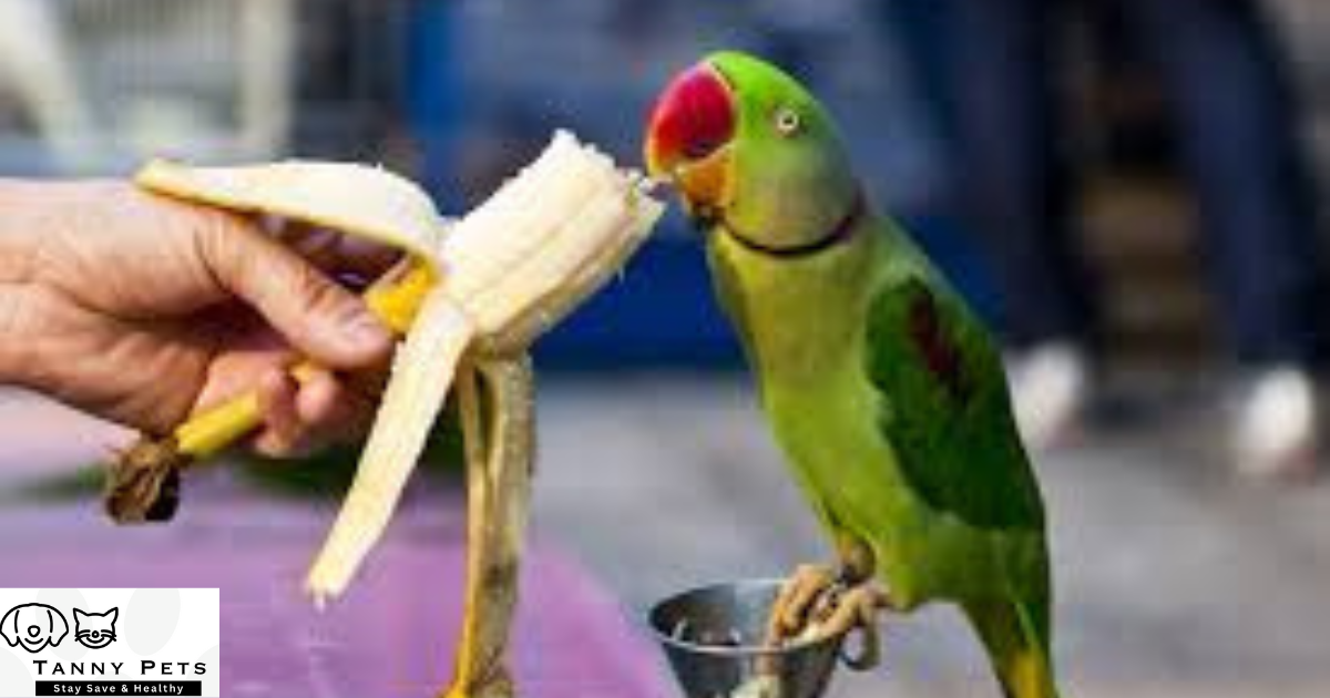 Healthy Bird Food