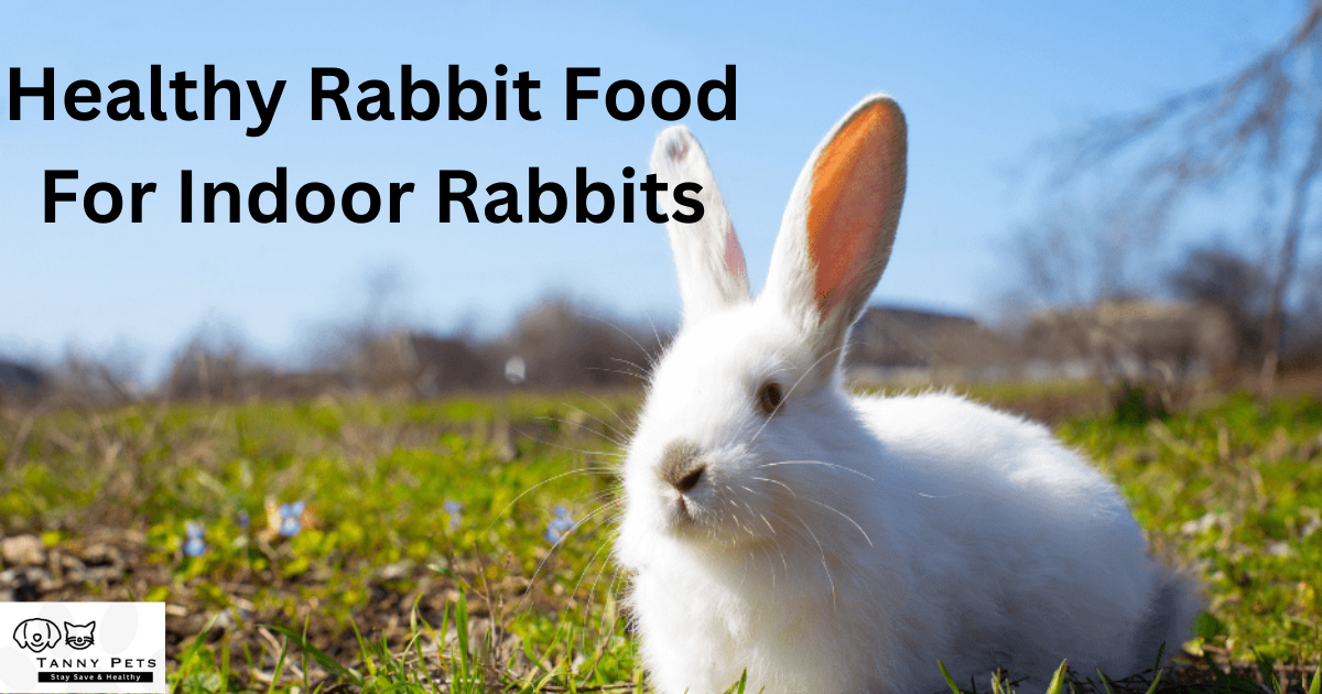 Healthy Rabbit Food
