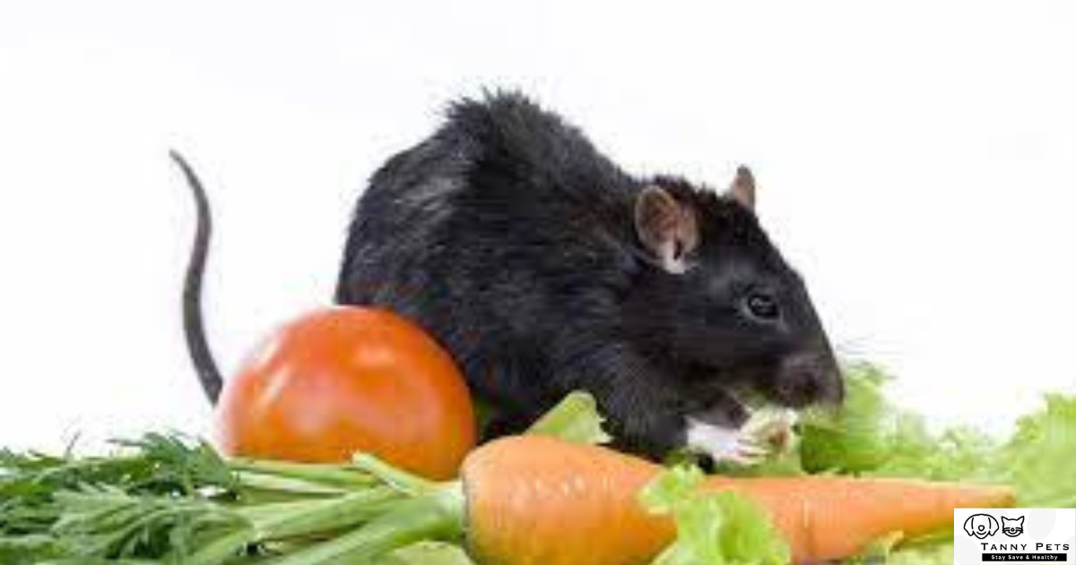 Healthy Rats Food
