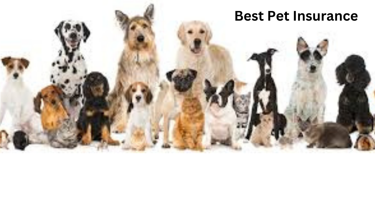 The Best Pet Insurance