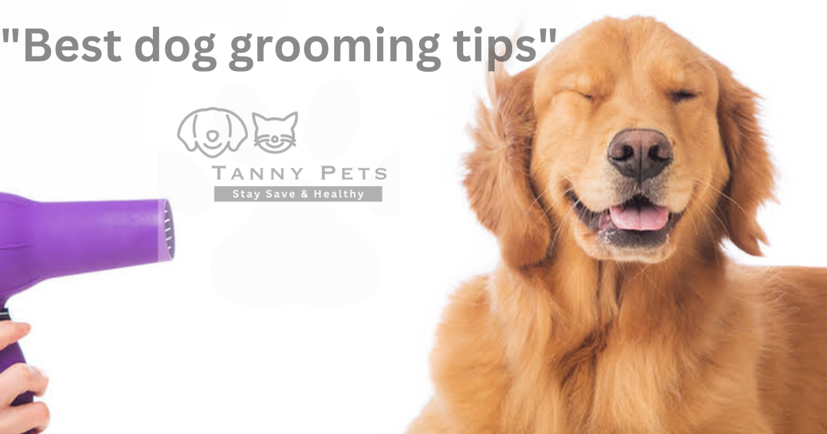 Best dog grooming tips