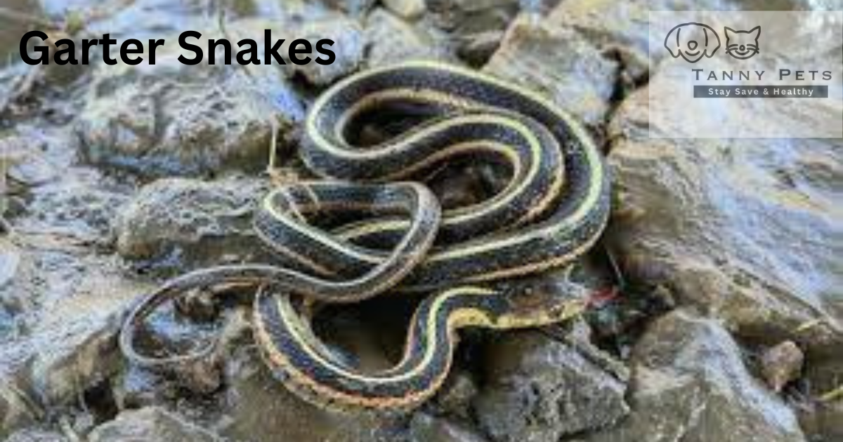 best-pet-snakes