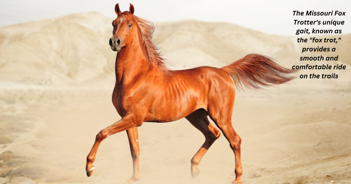 Best horse breeds for trail riding