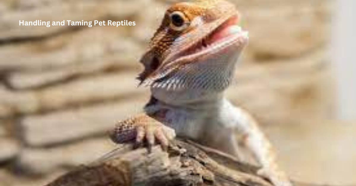 Handling and Taming Pet Reptiles