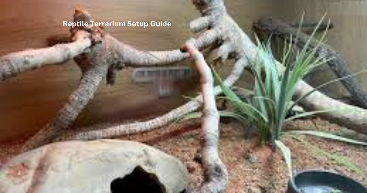 Reptile Terrarium Setup Guide