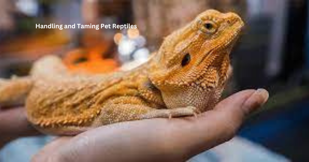 Handling and Taming Pet Reptiles