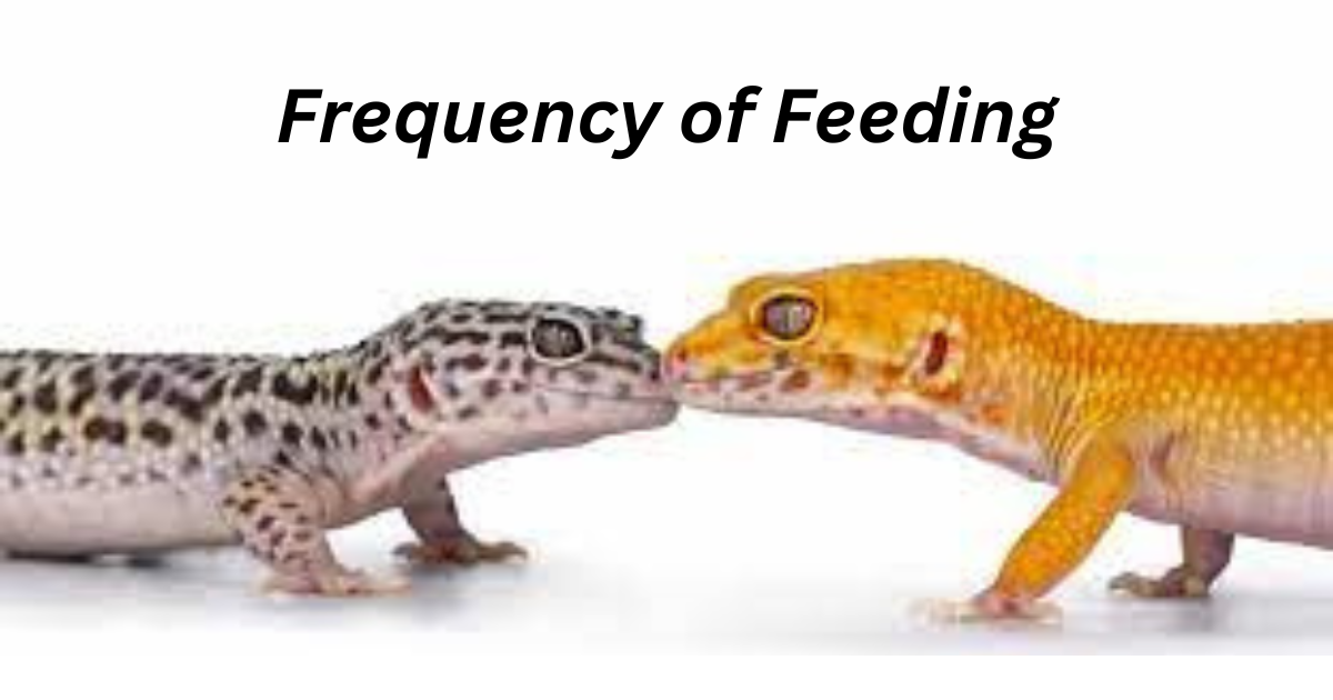 Feeding schedule for pet reptiles