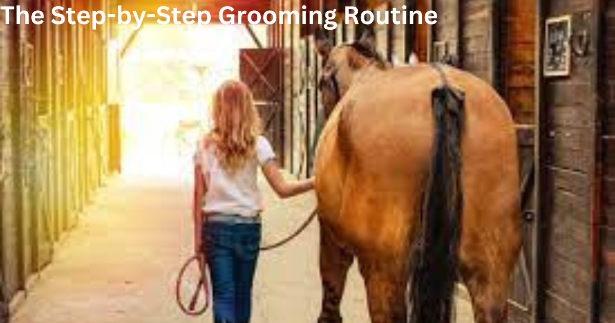 Horse Grooming and Care Essentials