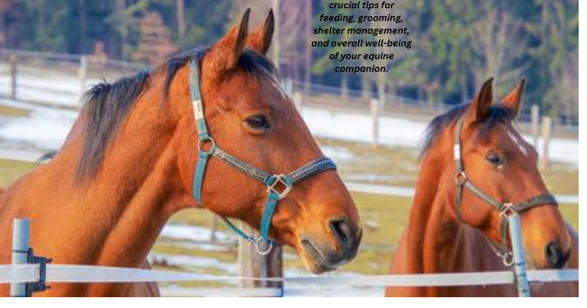 Horse Care Tips for Beginners
