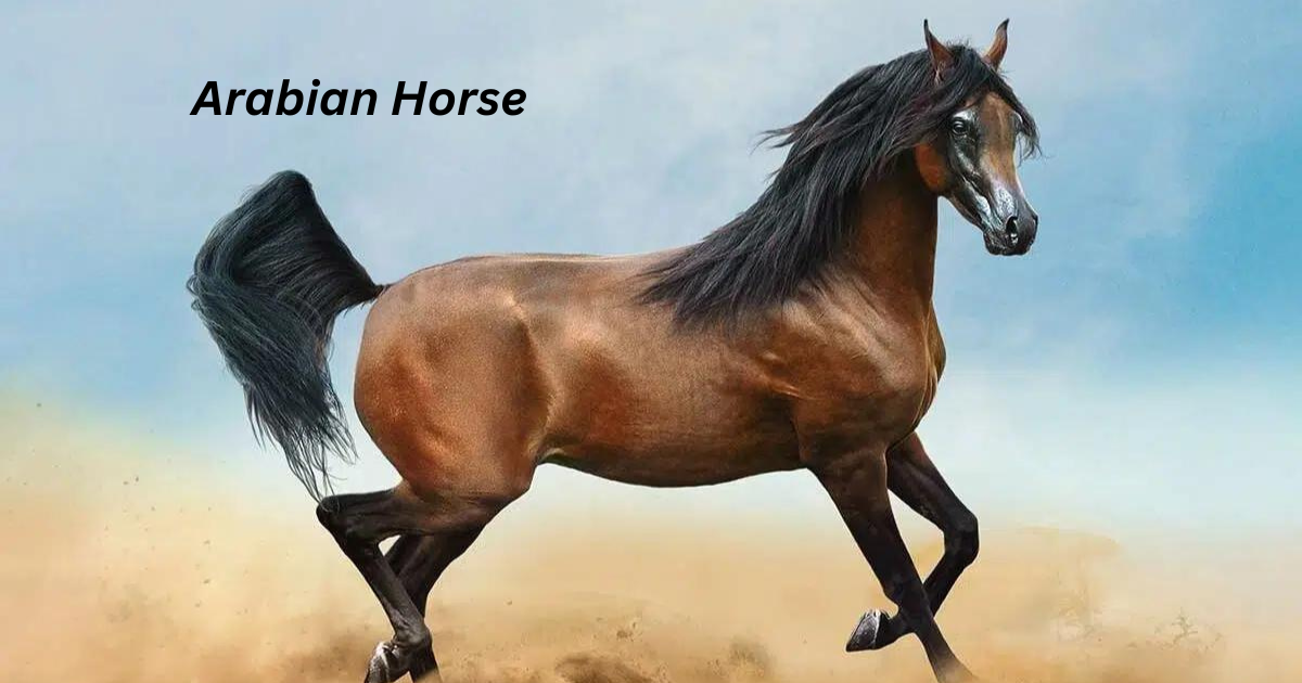 Best horse breeds for trail riding