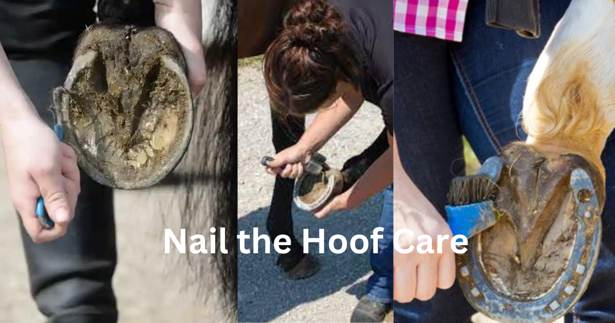 Horse Grooming and Care Essentials