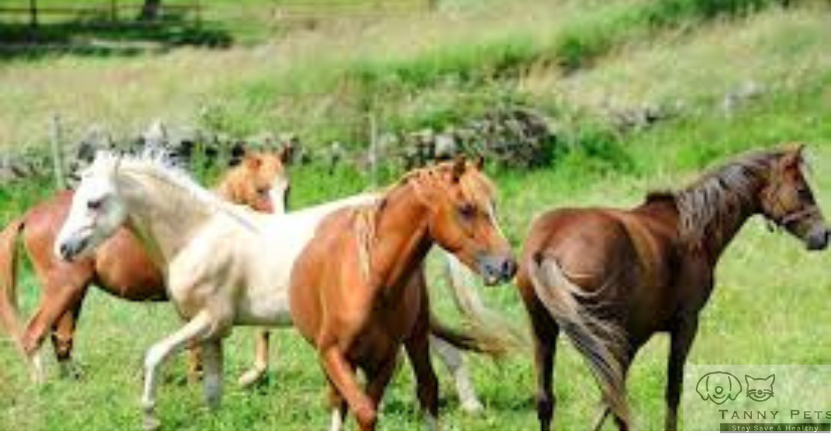 Horse behavior and communication