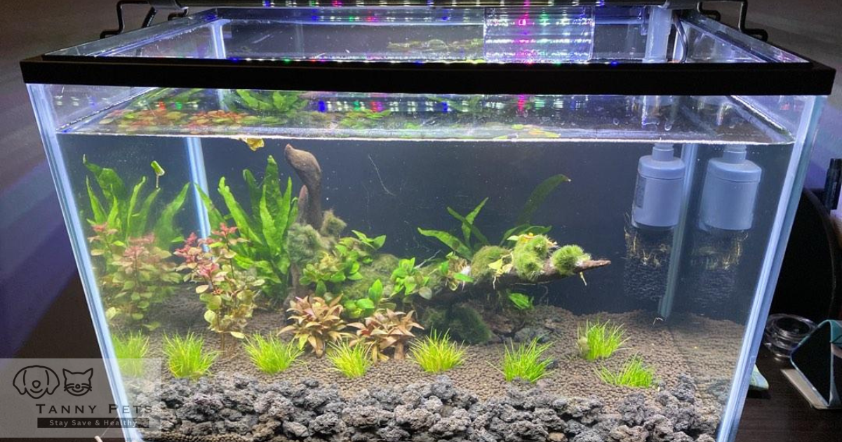 Choosing the right aquarium filter 