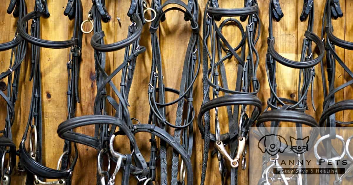 Horse Training Equipment and Tools