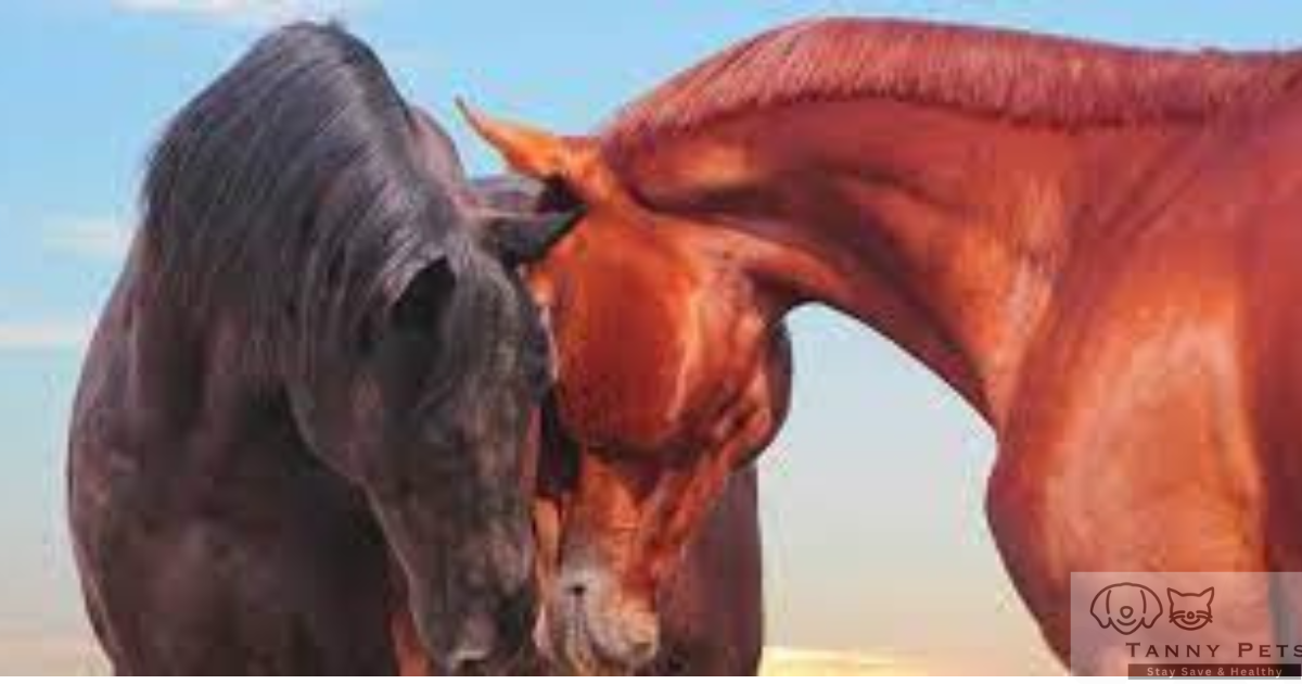 Horse behavior and communication