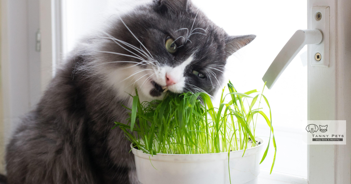 Cat-Friendly Houseplants for a Safe and Vibrant Home