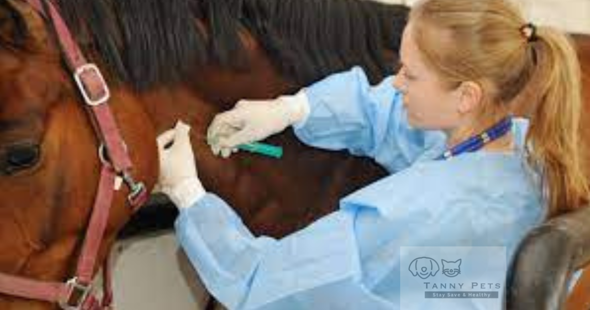 Common Horse Health Issues and Remedies