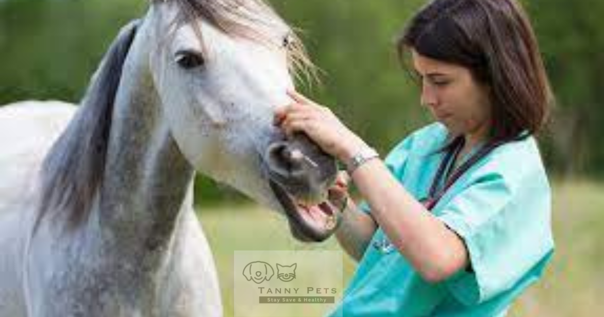 Common Horse Health Issues and Remedies