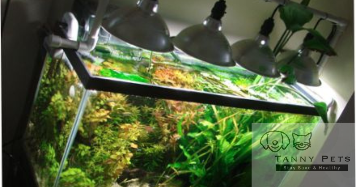 Aquarium lighting options