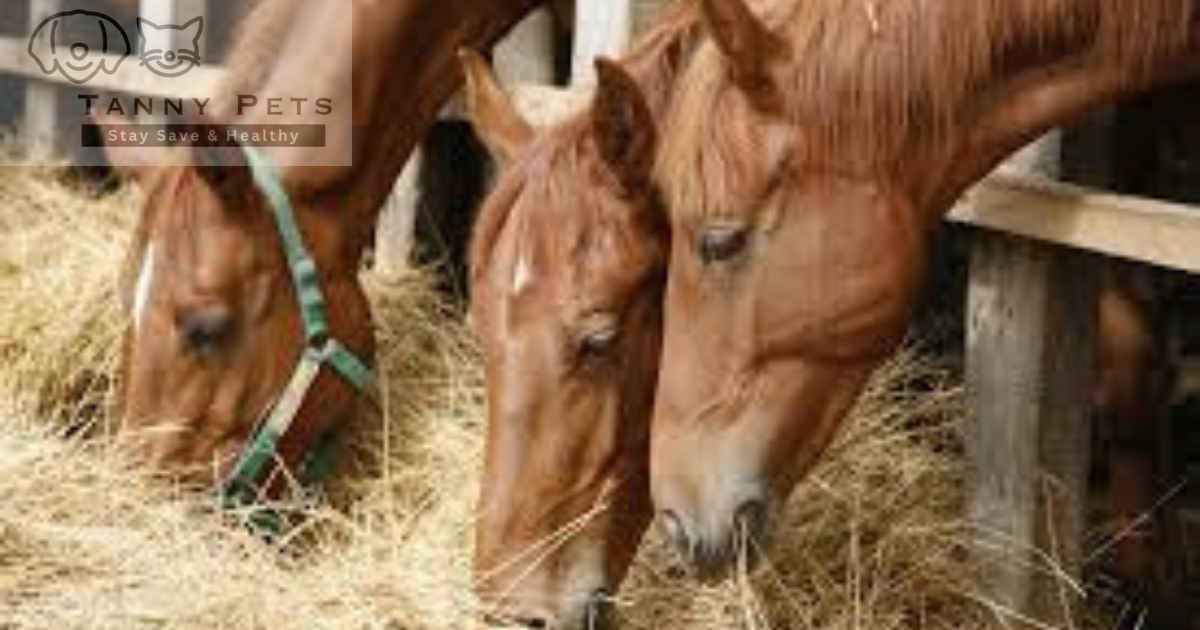 Horse nutrition and feeding guide
