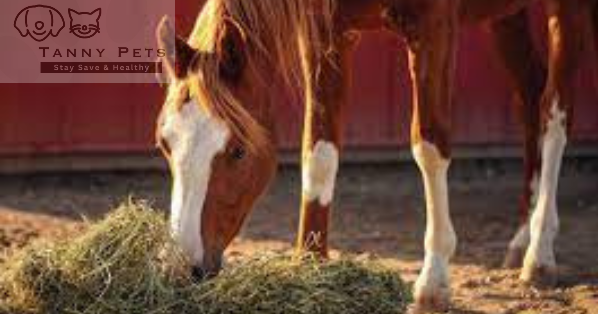 Horse nutrition and feeding guide