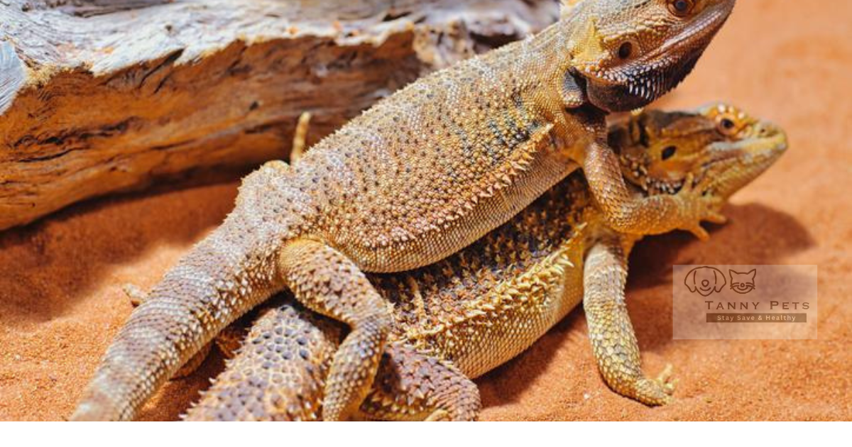 Reptile breeding and reproduction