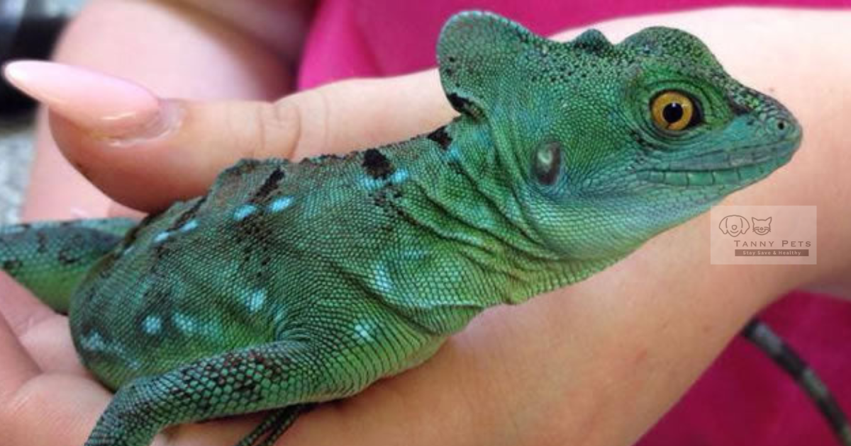 Reptile health and wellness tips