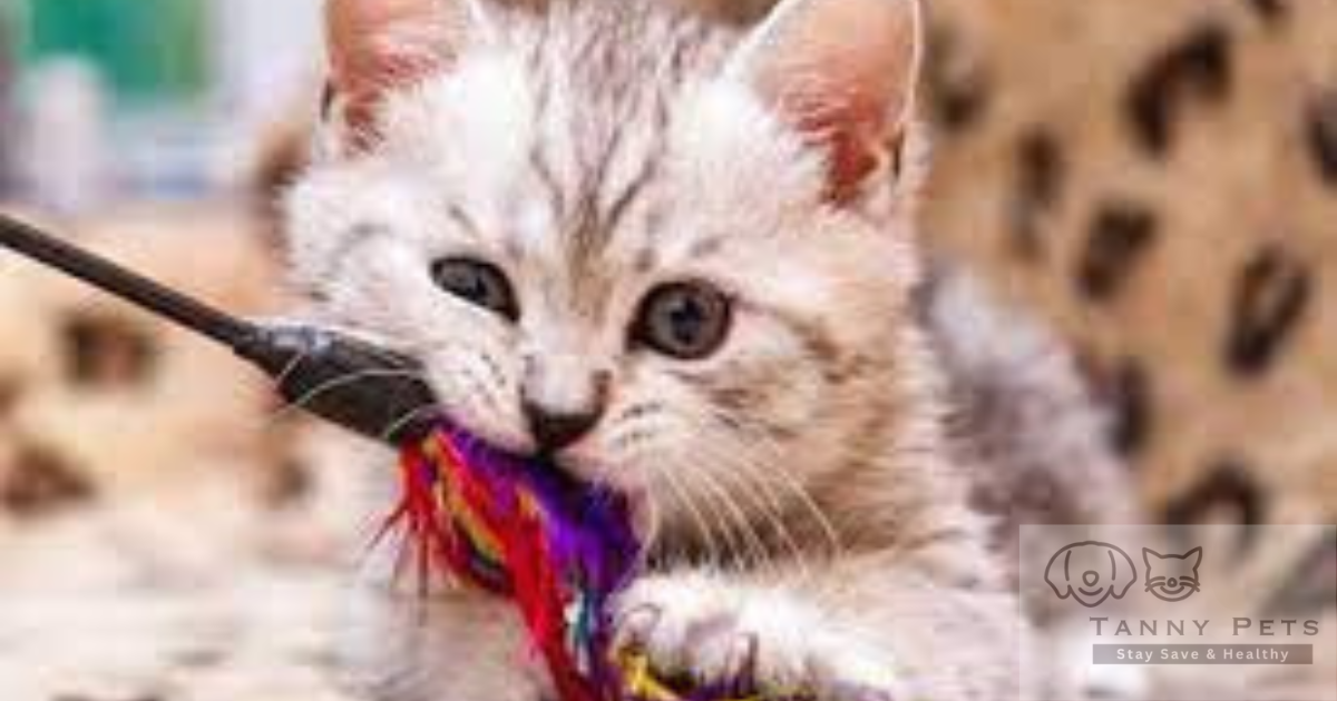 Best Cat Toys for Indoor Cats