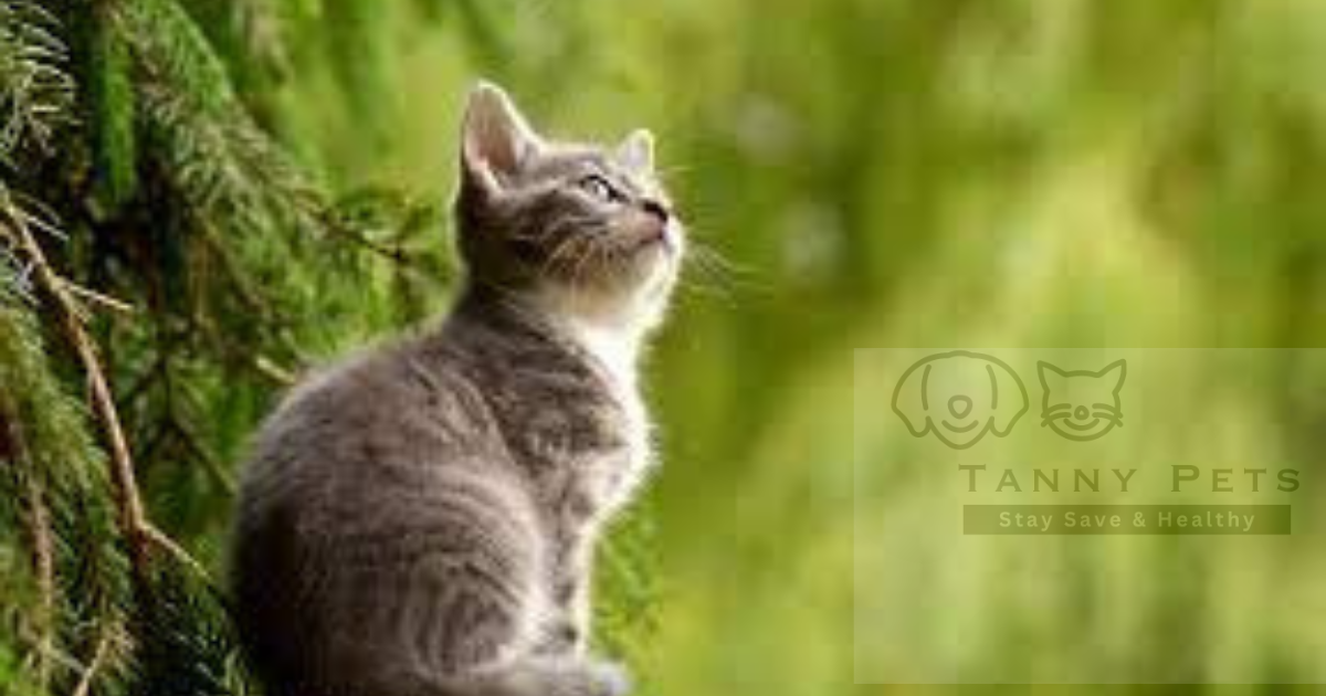 Holistic healthcare for cats