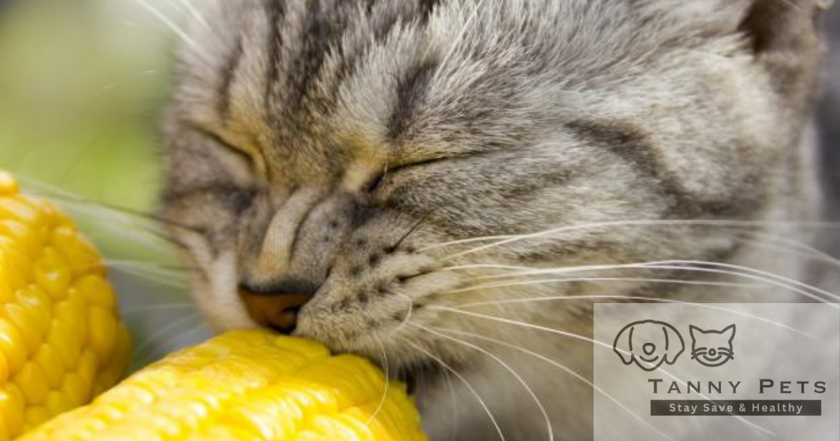 Organic cat nutrition tips