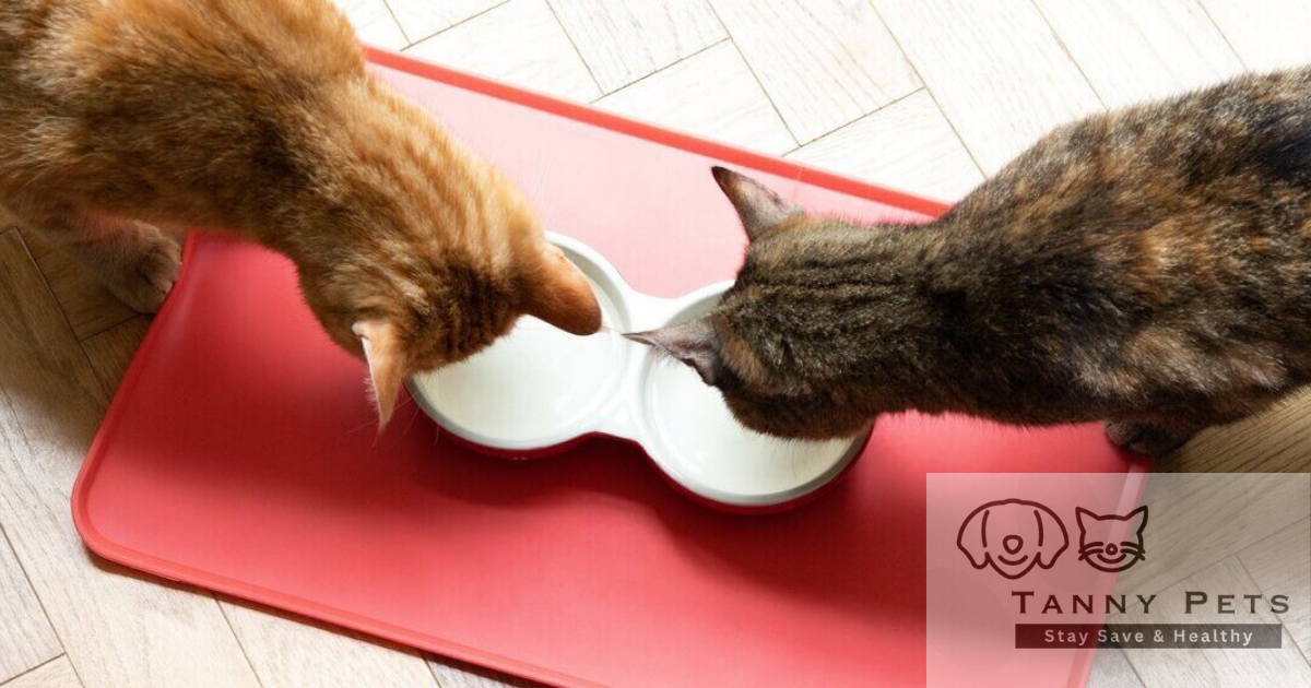 Organic cat nutrition tips