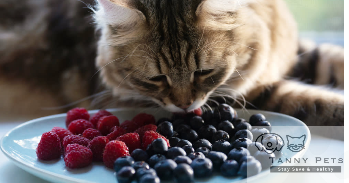 Organic cat nutrition tips