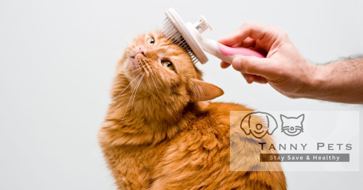 stress-free cat grooming technique