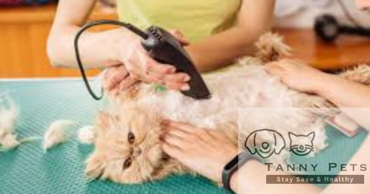 stress-free cat grooming technique