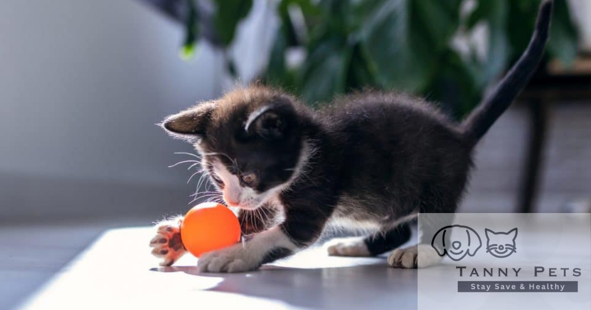 stress-free cat grooming technique