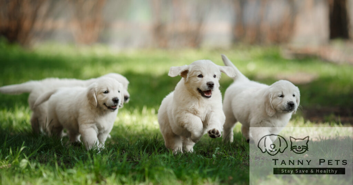 Effective Training Techniques for Stubborn Dogs