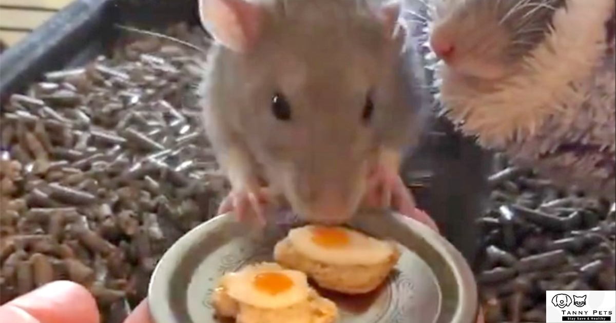 Healthy Rats Food