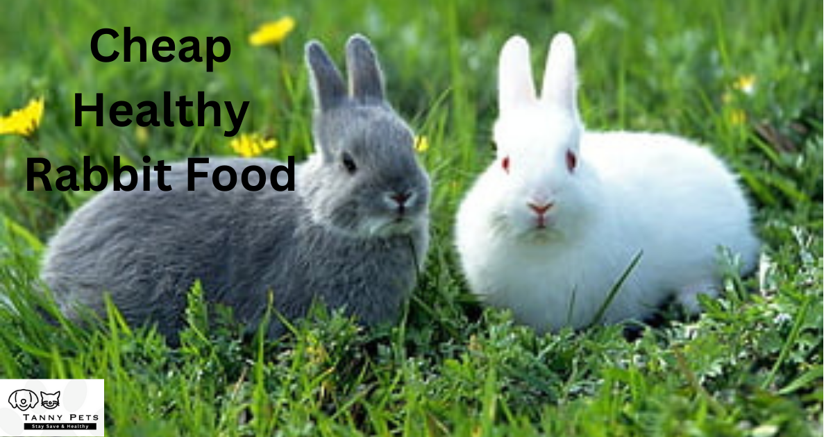 Healthy Rabbit Food