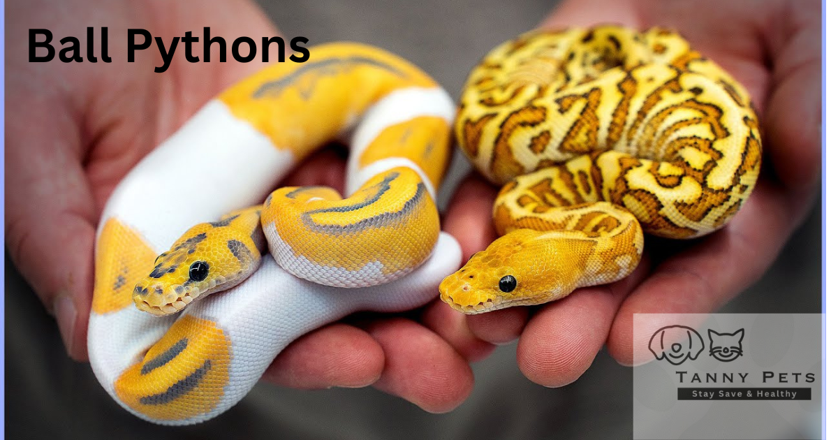 best-pet-snakes