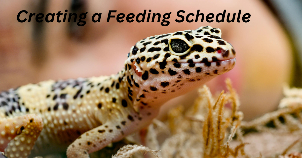 Feeding schedule for pet reptiles