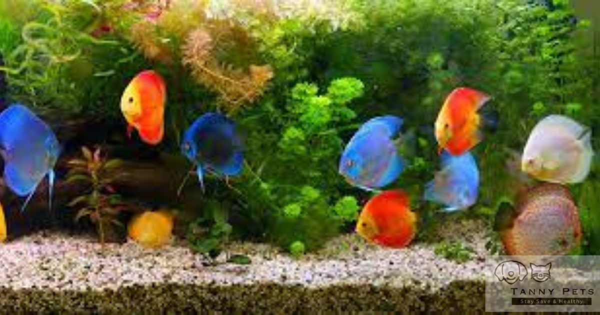 Choosing the right aquarium filter