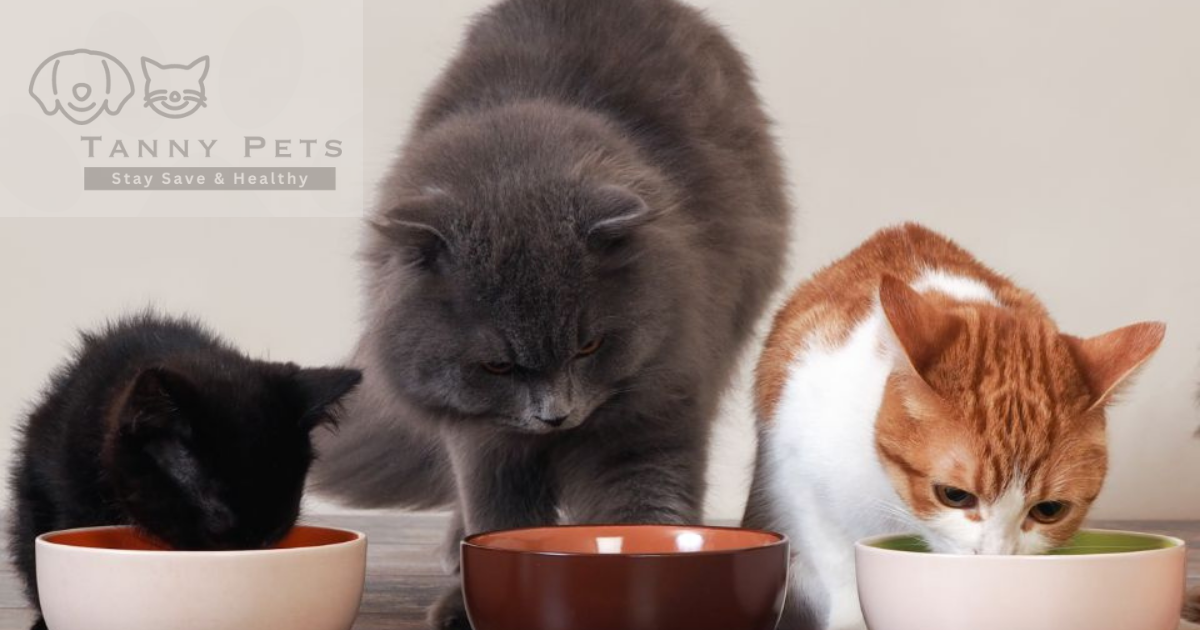 Healthy Cat Treats for Weight Loss