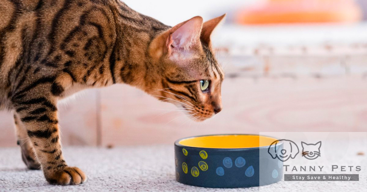 Organic cat nutrition tips